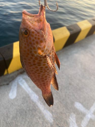 オオモンハタの釣果