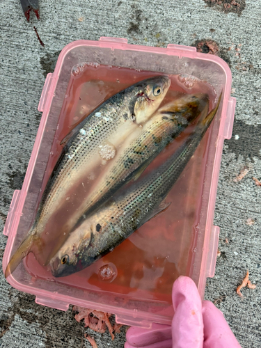 コノシロの釣果