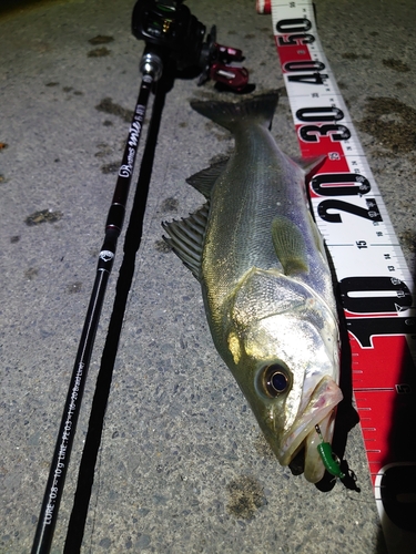 シーバスの釣果