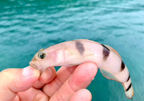 リュウグウハゼの釣果