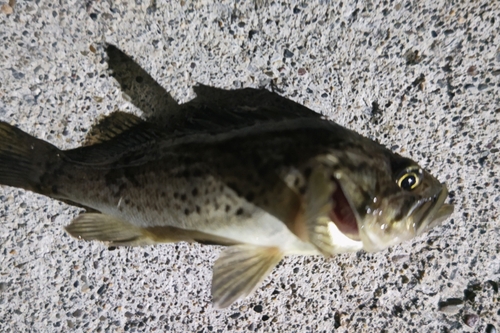 クロソイの釣果