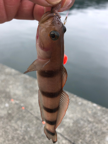 リュウグウハゼの釣果