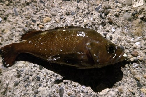 エゾメバルの釣果