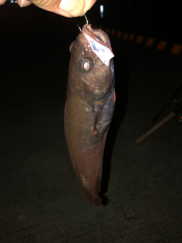 チゴダラの釣果