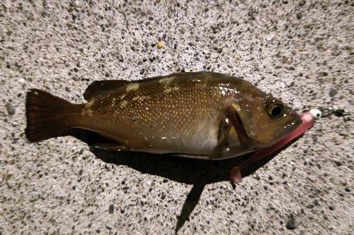 エゾメバルの釣果