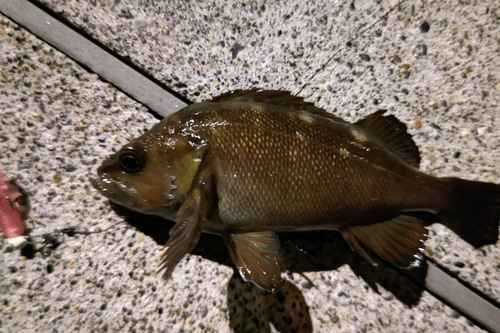 エゾメバルの釣果