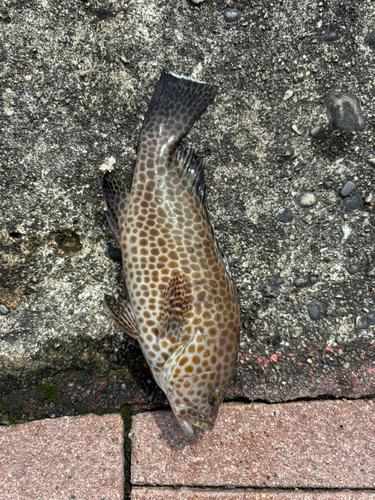 オオモンハタの釣果