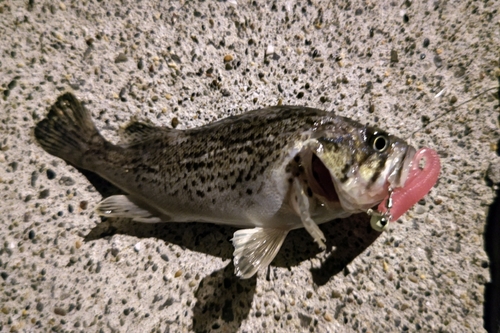 クロソイの釣果