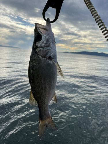 セイゴ（ヒラスズキ）の釣果