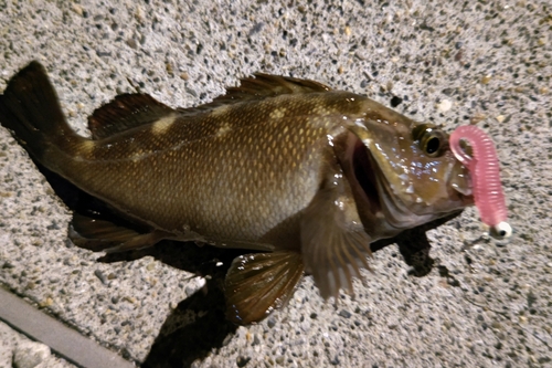 エゾメバルの釣果