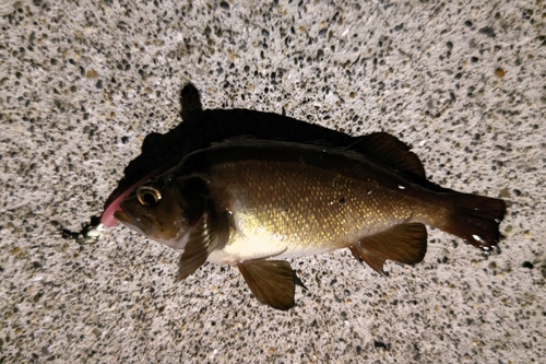 エゾメバルの釣果