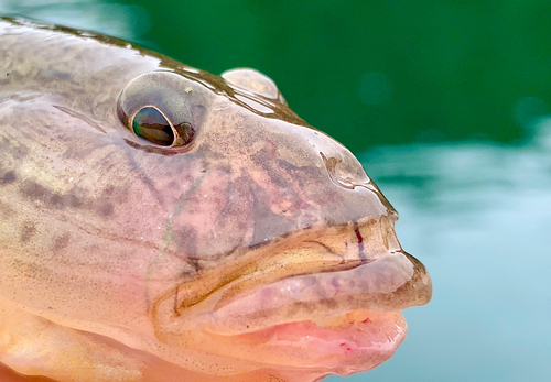 マハゼの釣果