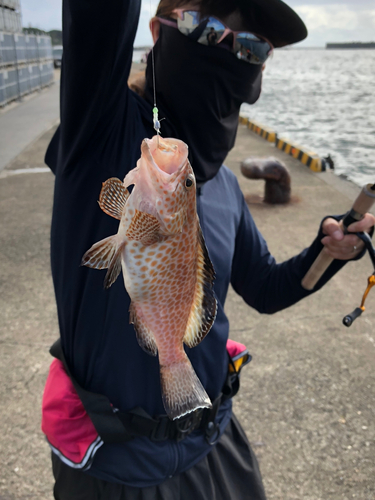 オオモンハタの釣果