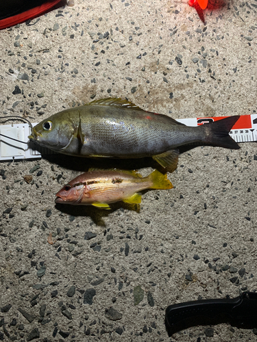 イサキの釣果