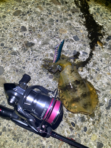 大浜釣り公園（金沢港ふれあい広場）