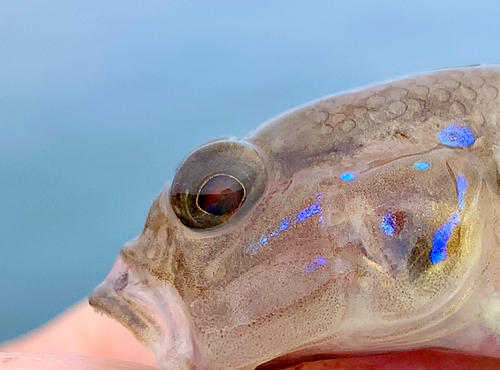 スジハゼの釣果