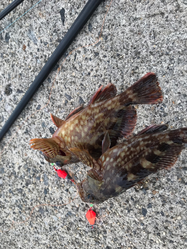 カサゴの釣果