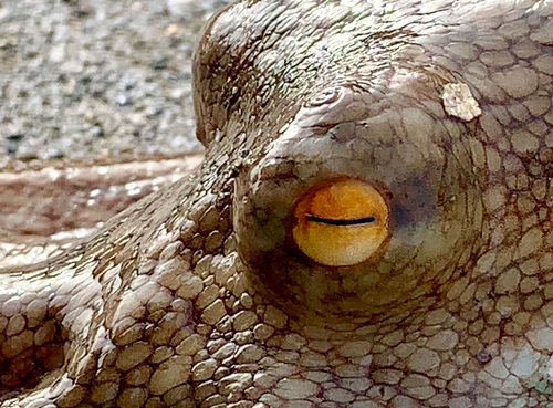 タコの釣果