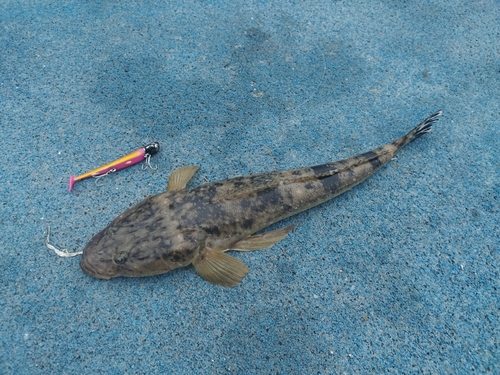 マゴチの釣果