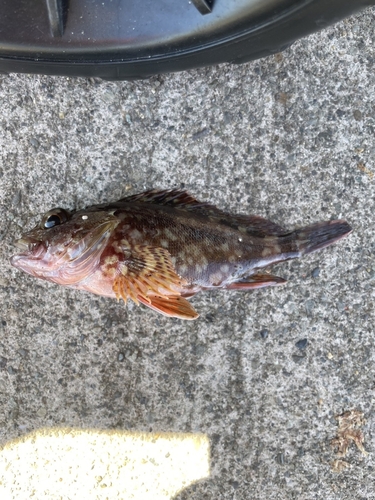 タカノハダイの釣果