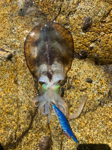 アオリイカの釣果