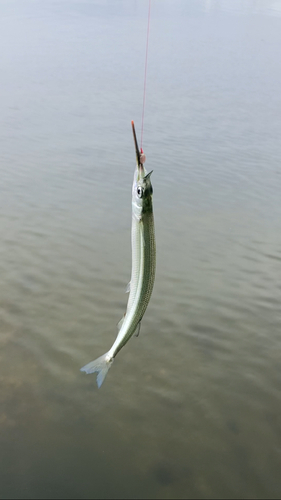 サヨリの釣果