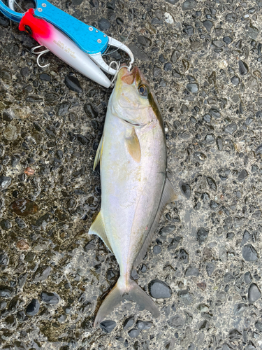 カンパチの釣果