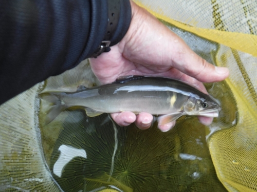 アユの釣果