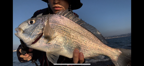 ヘダイの釣果