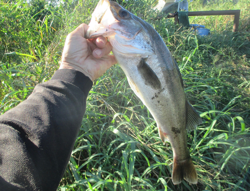 スズキの釣果