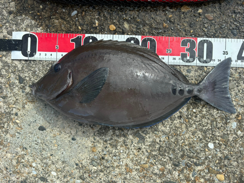 ニザダイの釣果