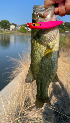 ラージマウスバスの釣果