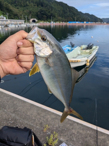 カンパチの釣果