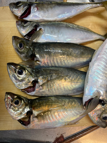 アジの釣果