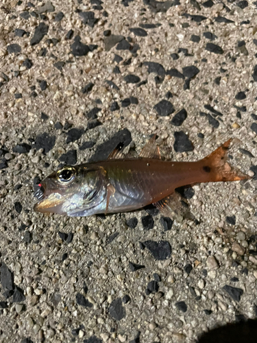 ネンブツダイの釣果