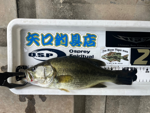 ブラックバスの釣果