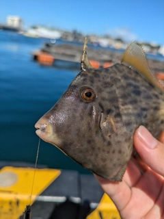 カワハギの釣果