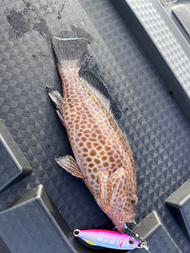 オオモンハタの釣果