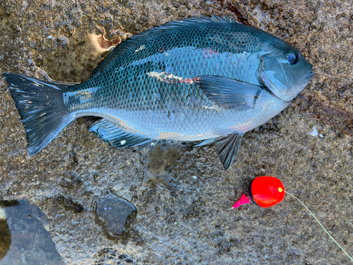 クロの釣果