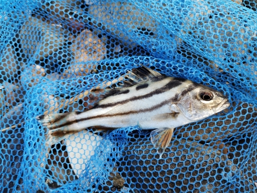 コトヒキの釣果