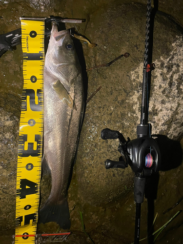 シーバスの釣果