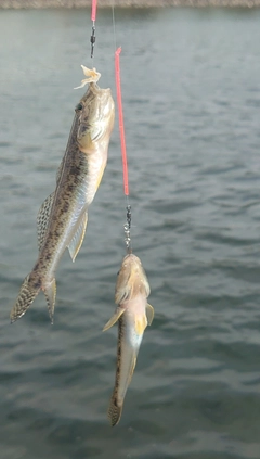 マハゼの釣果