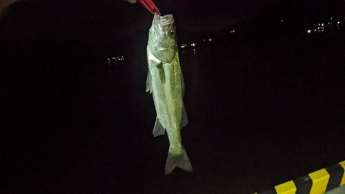 マルスズキの釣果