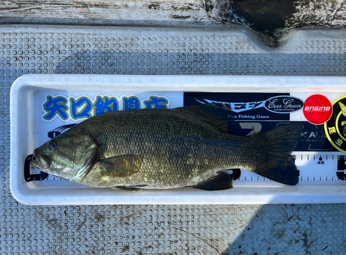 スモールマウスバスの釣果