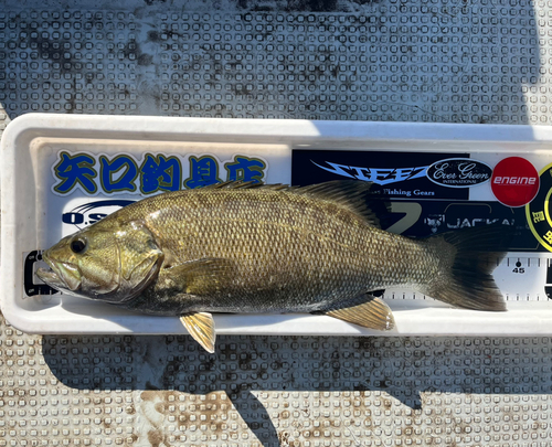 スモールマウスバスの釣果