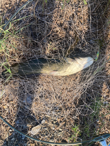 ナマズの釣果