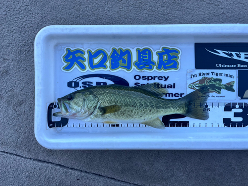 ブラックバスの釣果