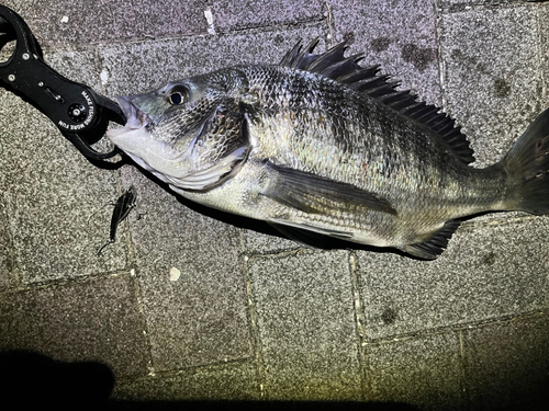 チヌの釣果