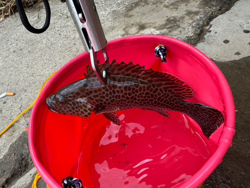 オオモンハタの釣果