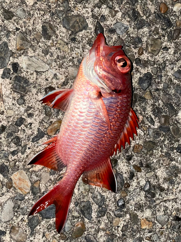 ナミマツカサの釣果